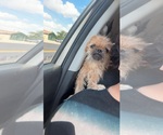 Small #2 Brussels Griffon Mix