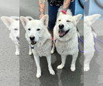 Small Photo #2 Siberian Husky Puppy For Sale in Cedar Crest, NM, USA