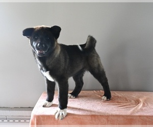 Akita Puppy for sale in MILLERSBURG, OH, USA