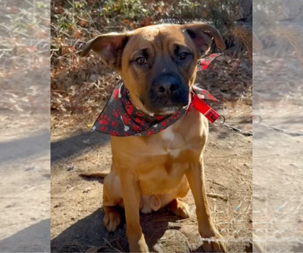 Medium Photo #2 Black Mouth Cur-Boxer Mix Puppy For Sale in Decatur, GA, USA