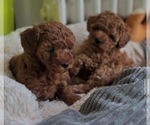 Small #2 Poodle (Toy)