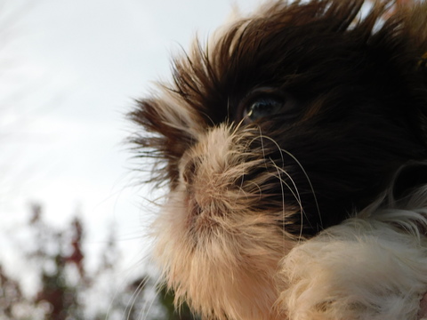 Medium Photo #3 Shih Tzu Puppy For Sale in ENKA, NC, USA