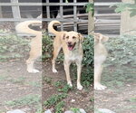 Small Labrador Retriever Mix