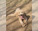 Small Photo #1 Goldendoodle Puppy For Sale in NASHVILLE, TN, USA