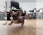 Small #3 Chihuahua