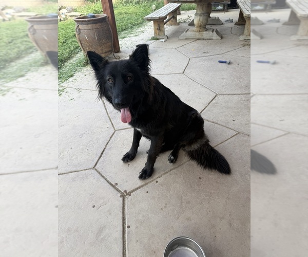 Medium Photo #1 Alaskan Husky-Alaskan Malamute Mix Puppy For Sale in LANCASTER, CA, USA