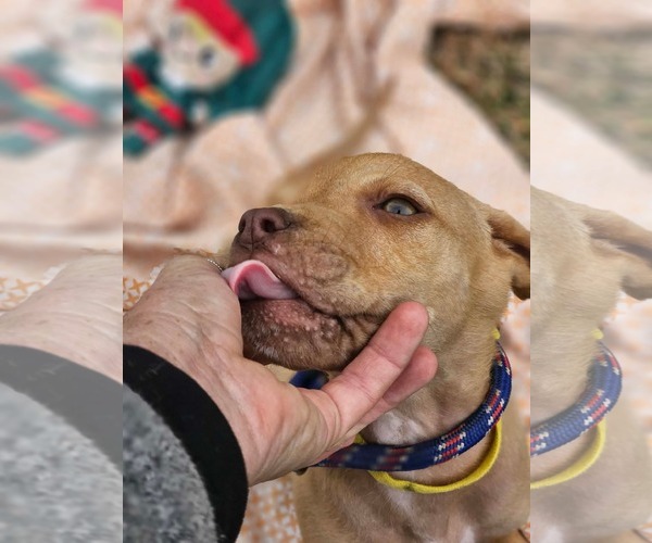 Medium Photo #5 Boston Huahua Puppy For Sale in Wakefield, RI, USA