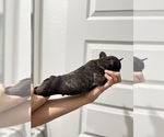 Small Photo #13 French Bulldog Puppy For Sale in LAVEEN, AZ, USA