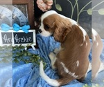 Small #5 Cavalier King Charles Spaniel