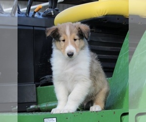 Collie Puppy for sale in FREDERICKSBURG, OH, USA