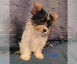 Small Photo #8 Biewer Terrier Puppy For Sale in CONKLIN, NY, USA