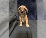 Small #2 Jack Russell Terrier Mix