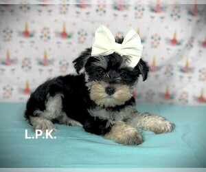 Schnauzer (Miniature) Puppy for sale in WINNSBORO, LA, USA