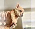 Small Photo #7 French Bulldog Puppy For Sale in BURBANK, CA, USA