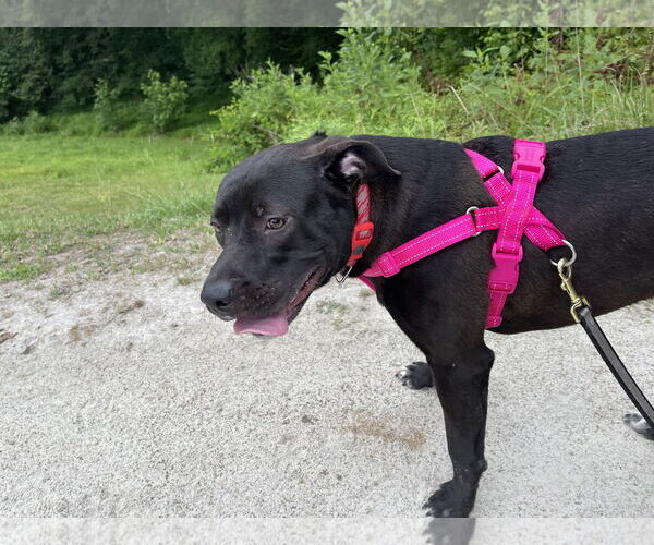 Medium Photo #15 Boxador Puppy For Sale in Holly Springs, NC, USA