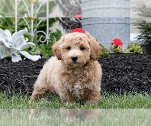Bichpoo Puppy for sale in E ROCHESTER, NH, USA