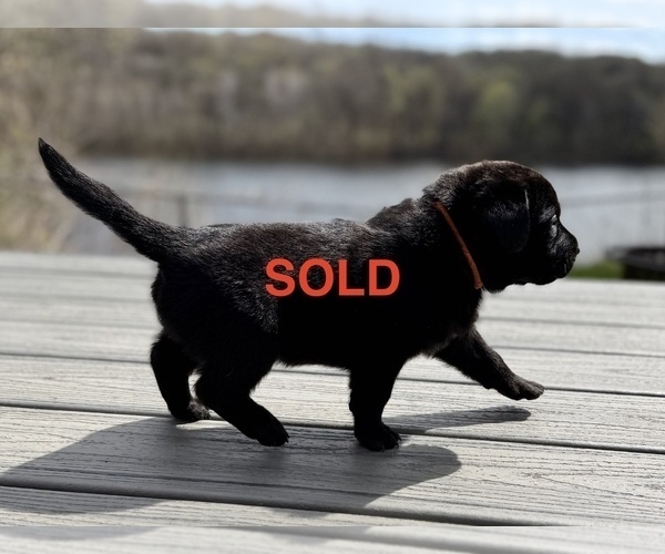 Medium Photo #9 Labrador Retriever Puppy For Sale in EAGAN, MN, USA