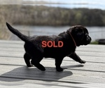 Small #8 Labrador Retriever