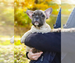 Small Photo #3 French Bulldog Puppy For Sale in ADRIAN, MI, USA