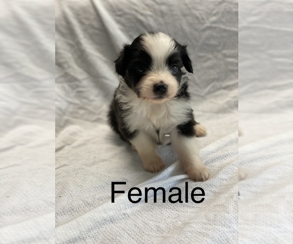 Medium Photo #11 Miniature Australian Shepherd Puppy For Sale in HOULKA, MS, USA