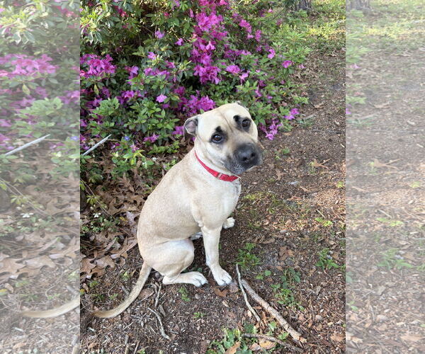 Medium Photo #8 American Staffordshire Terrier-Unknown Mix Puppy For Sale in Arlington, VA, USA