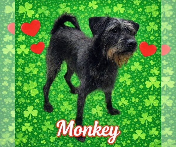 Medium Photo #1 Labrador Retriever-Unknown Mix Puppy For Sale in Rootstown, OH, USA