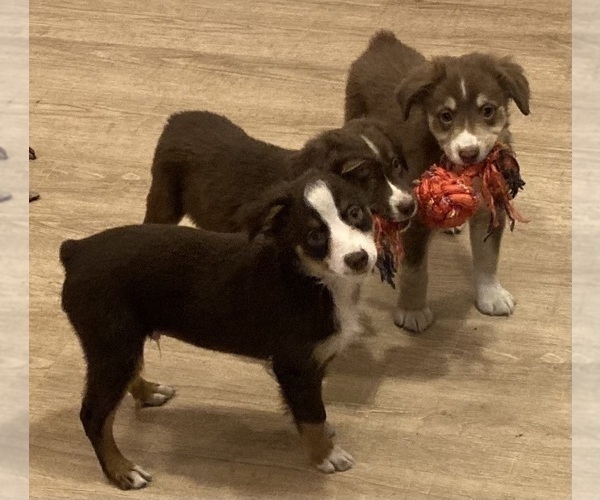 Medium Photo #9 Miniature Australian Shepherd Puppy For Sale in FORT MORGAN, CO, USA