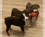 Small #8 Miniature Australian Shepherd