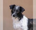 Small #4 Jack Russell Terrier Mix