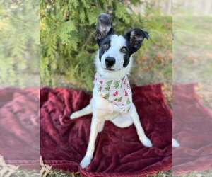 Collie-Whippet Mix Dogs for adoption in Woodbury, NY, USA