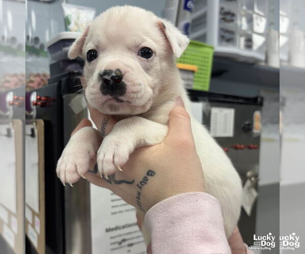 Medium Photo #1 Labrador Retriever-Unknown Mix Puppy For Sale in Washington, DC, USA