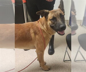 Mutt Dogs for adoption in Bakersfield, CA, USA