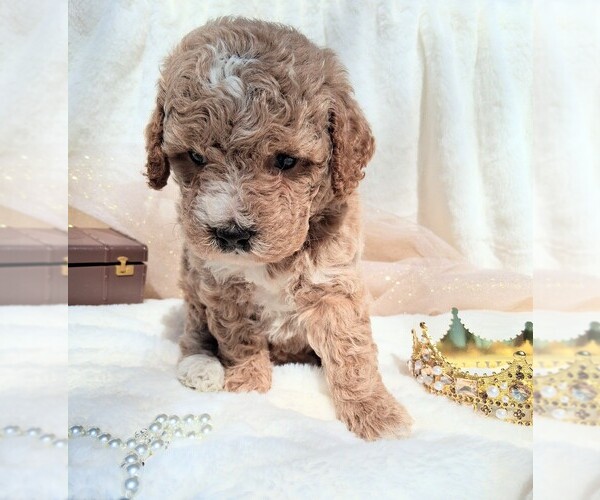 Medium Photo #5 Goldendoodle (Miniature) Puppy For Sale in GASTONIA, NC, USA