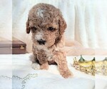 Small #4 Goldendoodle (Miniature)