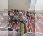 Small Photo #1 French Bulldog Puppy For Sale in GRAND JCT, CO, USA