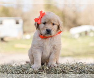 Golden Retriever Puppy for sale in LIBERTY, KY, USA