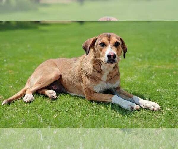 Medium Photo #7 Mutt Puppy For Sale in Talladega, AL, USA