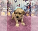 Small #10 English Cream Golden Retriever