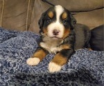 Small Photo #5 Bernese Mountain Dog Puppy For Sale in LEETONIA, OH, USA
