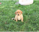 Small #5 Labrador Retriever