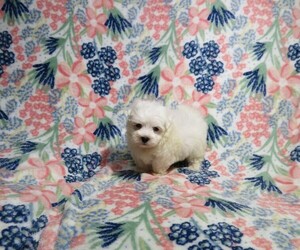 Maltese Puppy for sale in COOKEVILLE, TN, USA