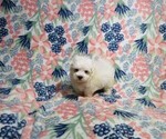 Small Maltese