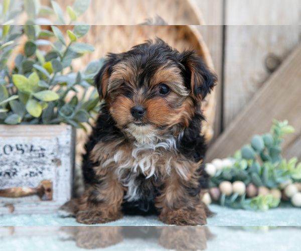 Medium Photo #14 Yorkshire Terrier Puppy For Sale in GREENWICH, OH, USA