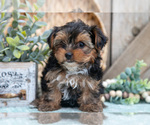 Small Photo #14 Yorkshire Terrier Puppy For Sale in GREENWICH, OH, USA