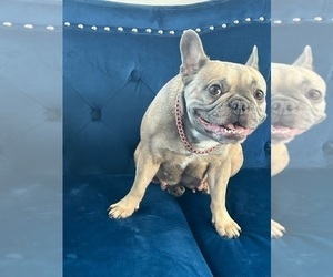 Mother of the French Bulldog puppies born on 04/26/2025