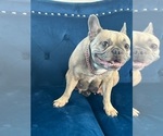Small Photo #1 French Bulldog Puppy For Sale in PHOENIX, AZ, USA