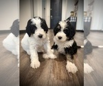 Small #6 Bernedoodle-Poodle (Standard) Mix