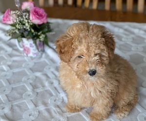 Medium Poodle (Miniature)