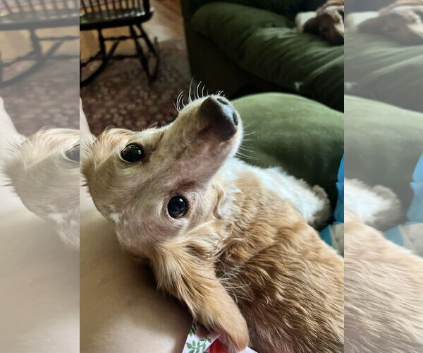 Medium Photo #11 Dachshund Puppy For Sale in Fruitland, SC, USA