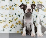 Small Photo #5 Boston Terrier Puppy For Sale in MARTINSVILLE, IN, USA